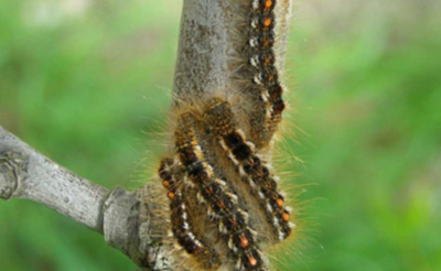 caterpillars on tree